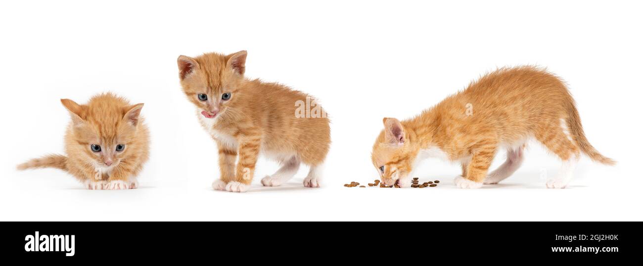 Tre piccoli gattini a strisce arancioni su sfondo bianco Foto Stock