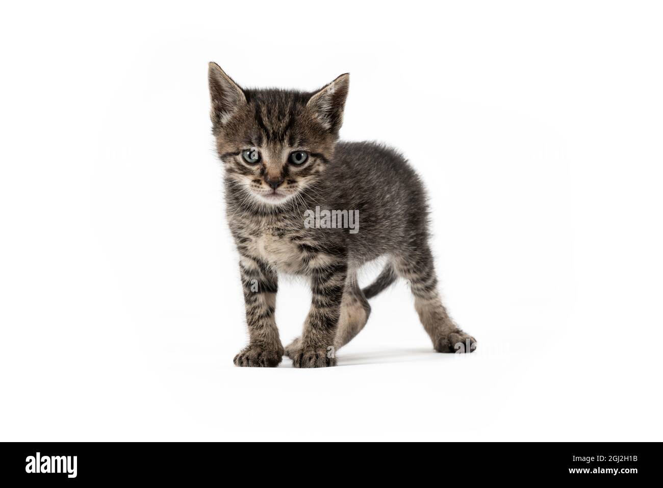 Grazioso gatto grigio su sfondo bianco Foto Stock