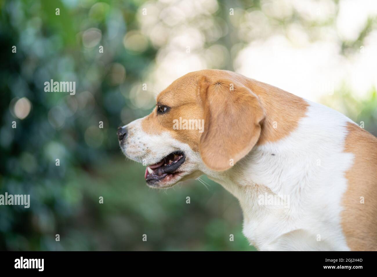Grande beagle ritratto all'aperto. Foto con bokeh Foto Stock