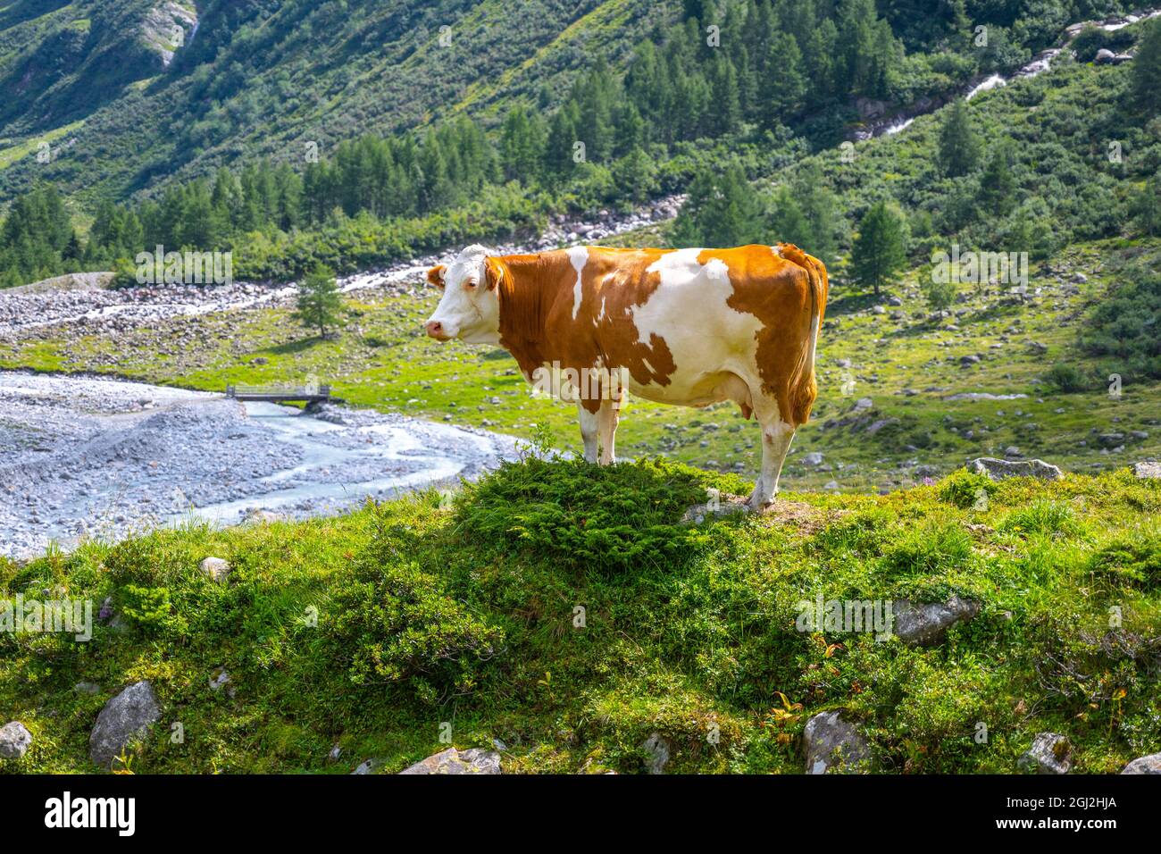 Mucca spotted marrone e bianca in piedi nella valle alpina Foto Stock Mucca spotted marrone e bianca in piedi nella valle alpina Foto Stock