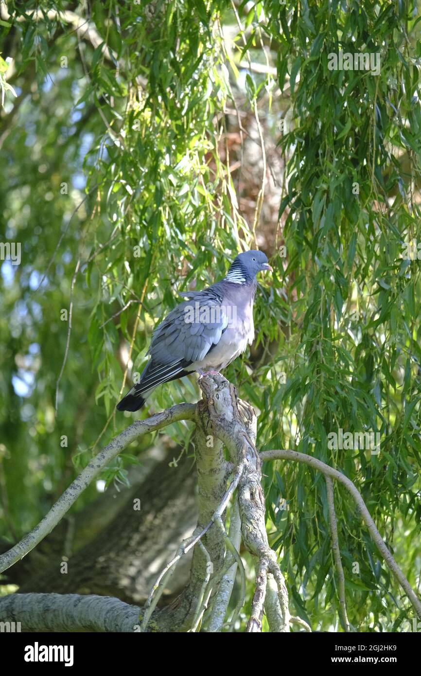 Sussex, Inghilterra. Pigeon di legno (Columba Palumbus) che si aggira sui rami illuminati di un salice piangente (Salix babylonica) Foto Stock