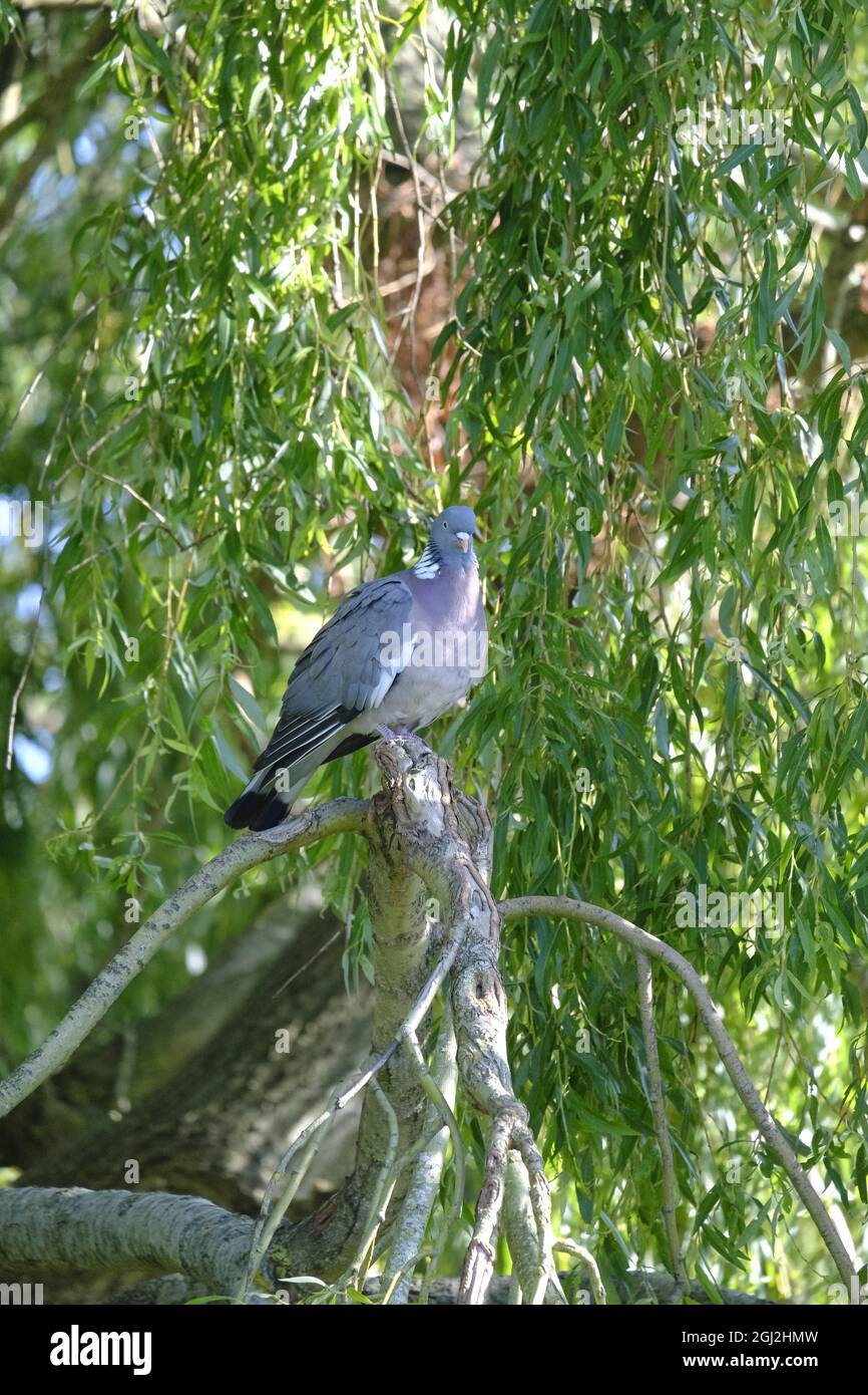 Sussex, Inghilterra. Pigeon di legno (Columba Palumbus) che si aggira sui rami illuminati di un salice piangente (Salix babylonica) Foto Stock