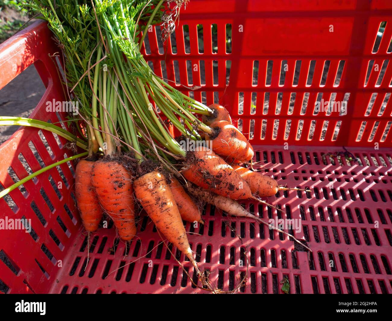 Un mazzo di carote appena raccolte in un cesto di plastica, catturate in un appezzamento di verdure vicino alla città di Arcabuco, nella Colombia centrale. Foto Stock