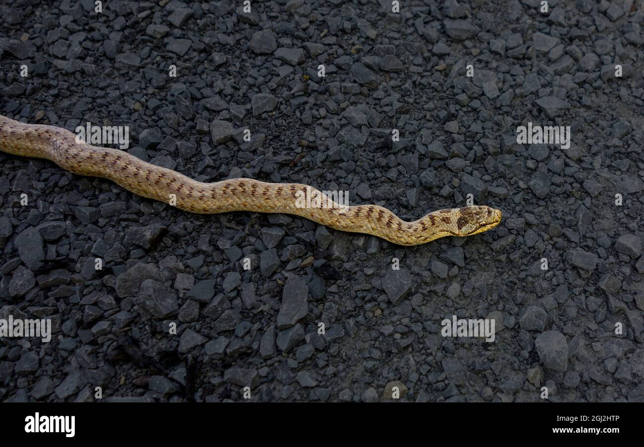 Vipera europea comune su ghiaia oscurata Foto Stock