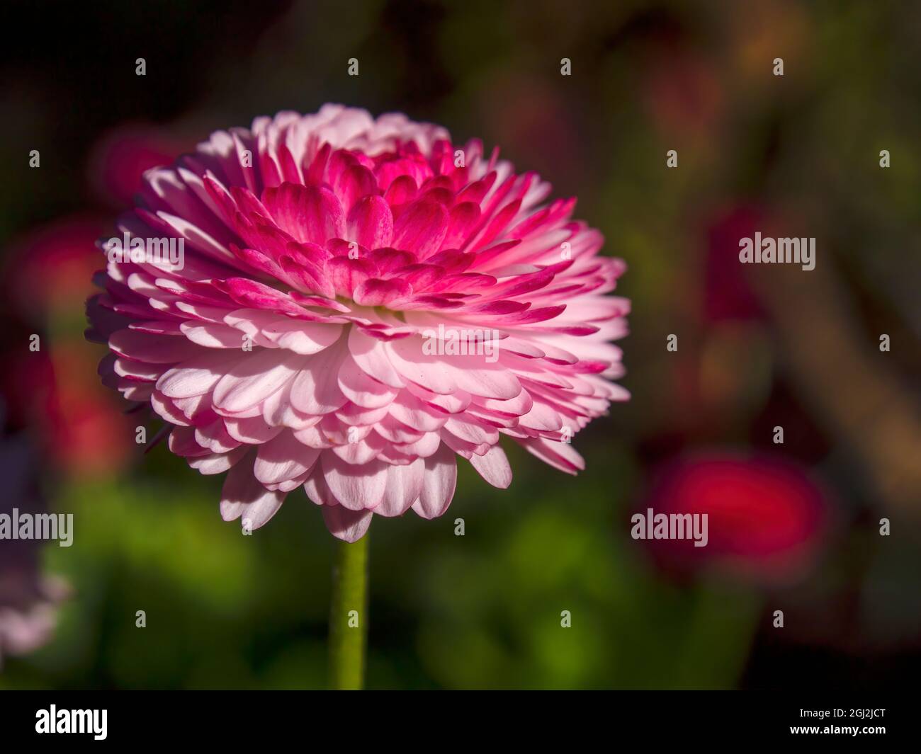 Macro fotografia di un fiore rosa dell'astro cinese, catturato in un giardino vicino alla città di Arcabuco, nella Colombia centrale. Foto Stock