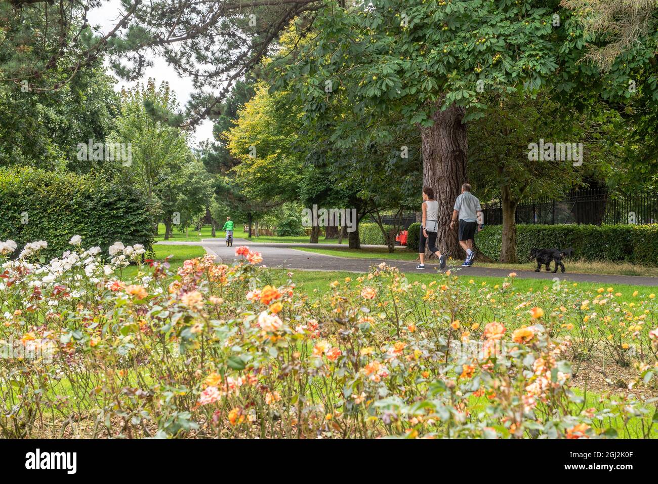 Persone che camminano il loro cane nel parco della città, Tralee, Co Kerry, Irlanda. Foto Stock