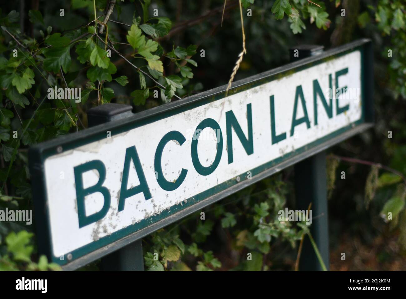 Una strada rurale inglese segno Bacon Lane con il hedgerow sullo sfondo Foto Stock