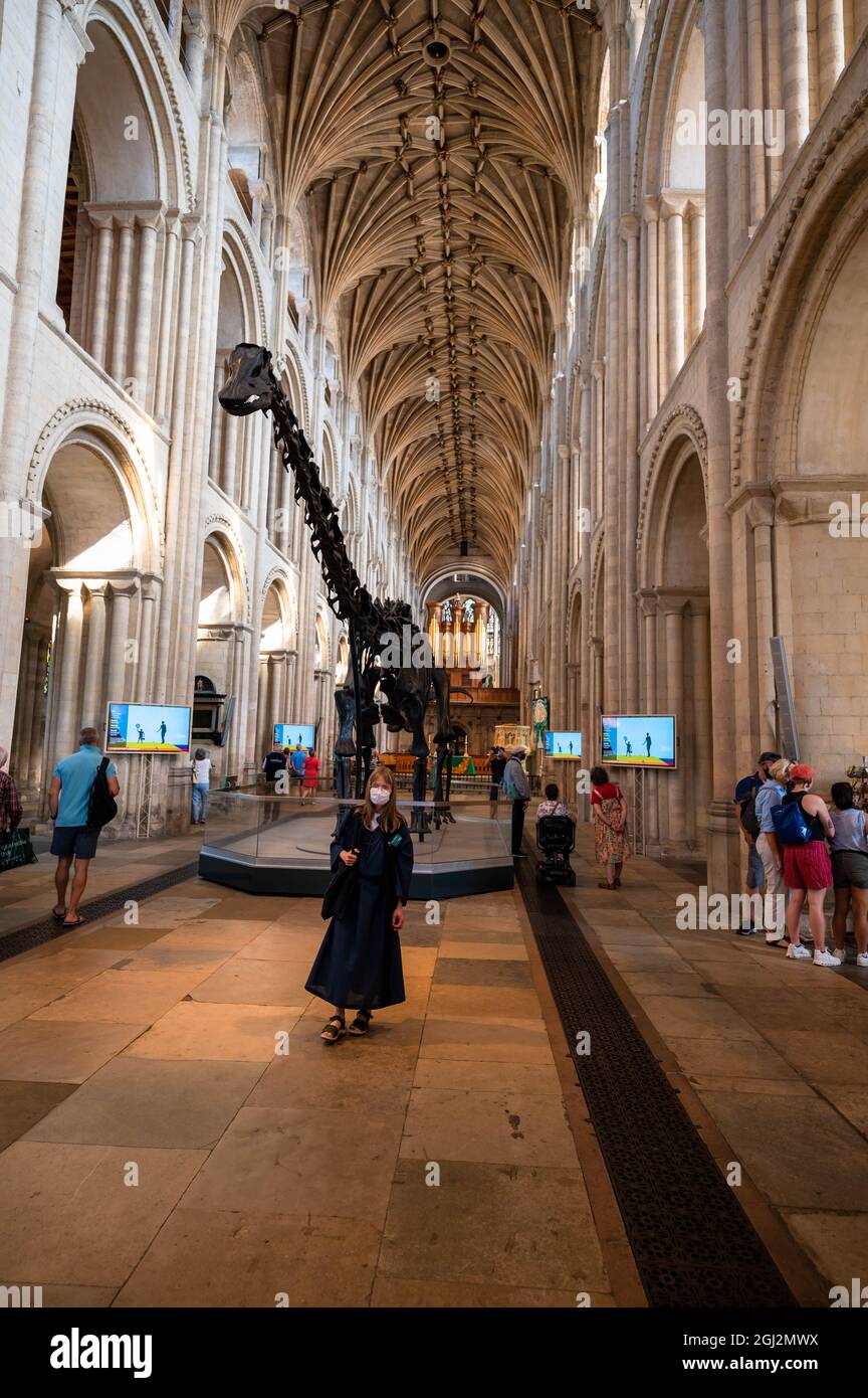 Una vista del famoso dinosauro Dippy in tour nella Cattedrale di Norfolk di Norwich Foto Stock