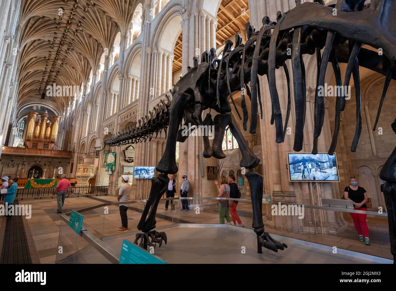 Una vista del famoso dinosauro Dippy in tour nella Cattedrale di Norfolk di Norwich Foto Stock