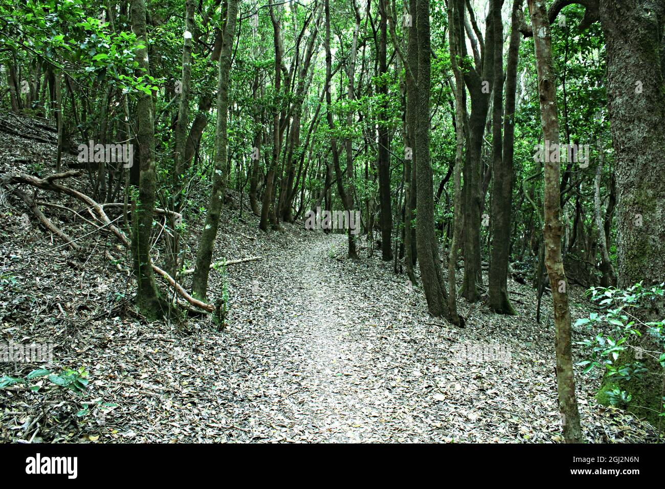 Sendero por el monte de laurisilva Foto Stock