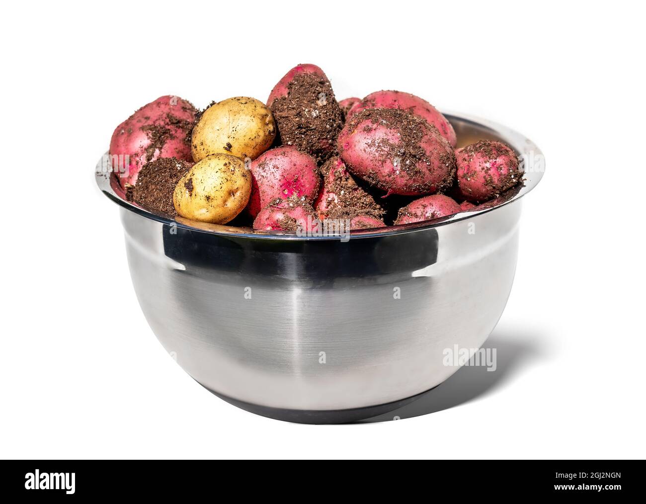 Patate fresche scavate in una grande ciotola appena raccolta. Contenitore in acciaio inox con patate crude di medie dimensioni rosse e gialle ancora ricoperte di soi Foto Stock