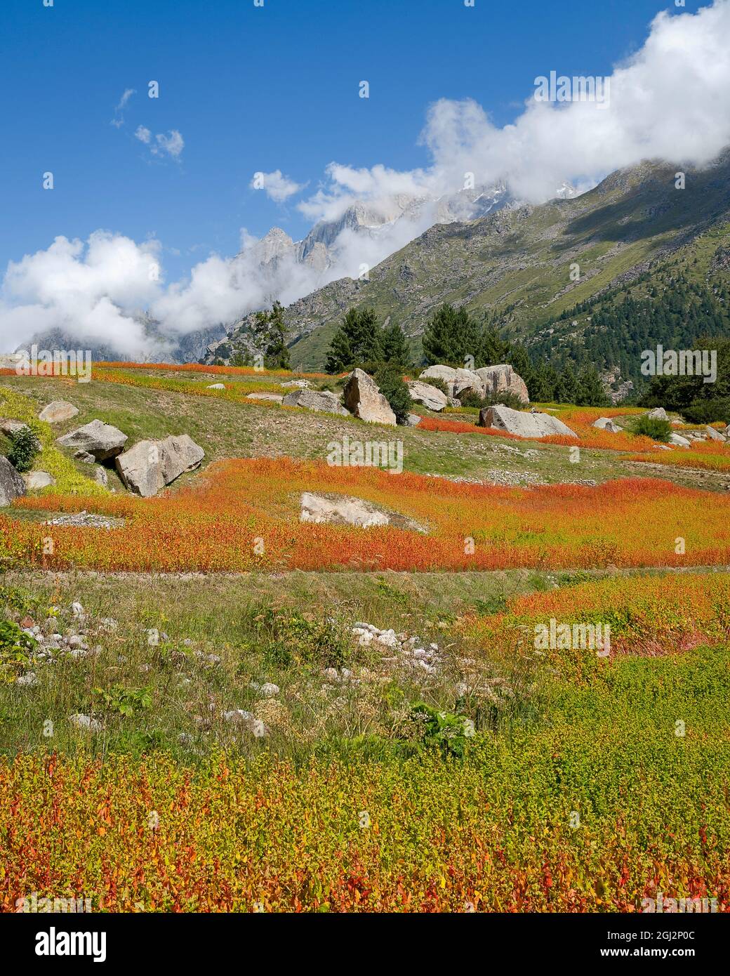 Il raccolto di Ogla rosso, usato per il pane, coltivato lungo le pendici di Himalaya tra grandi bullonatori e pini in estate, Rackham, Chitkul, India. Foto Stock