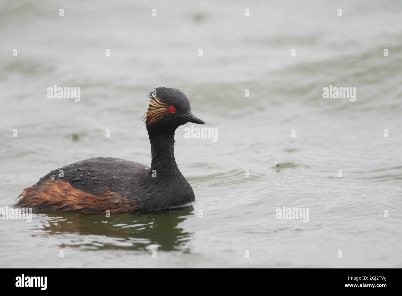 Un grebe dal collo nero in un lago, in Germania, in Europa Foto Stock