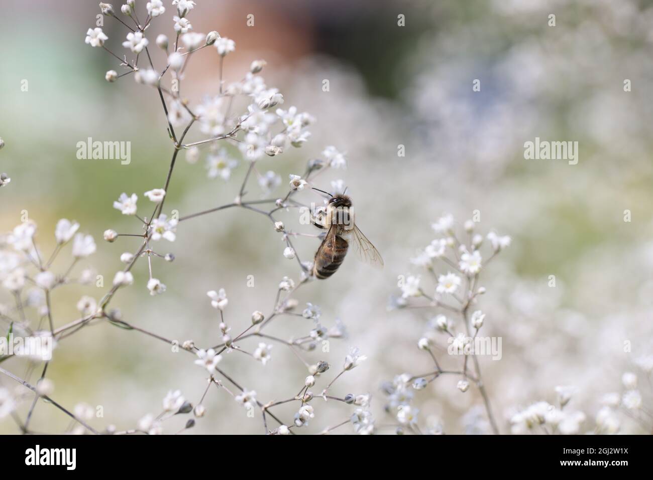 Ape sul fiore della gypsophila in primo piano del giardino bello Foto Stock