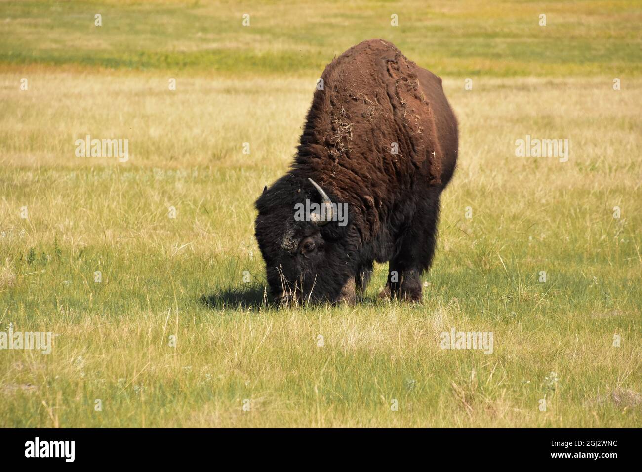 Incredibile bisonte grande e soffice pascolo su un campo di erba nel South Dakota. Foto Stock Incredibile bisonte grande e soffice pascolo su un campo di erba nel South Dakota. Foto Stock