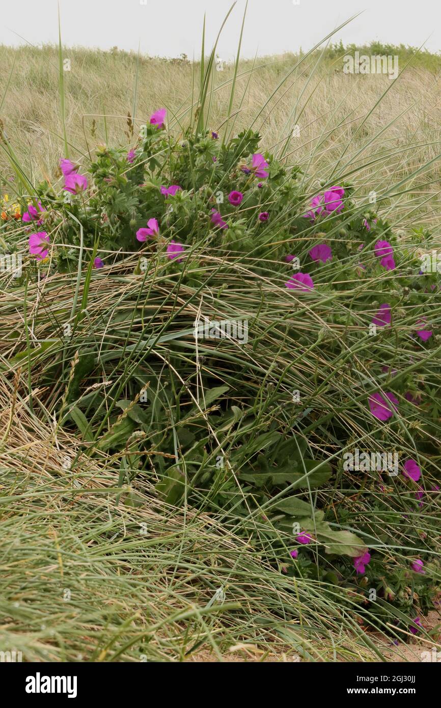 Bloody Cranesbill Foto Stock