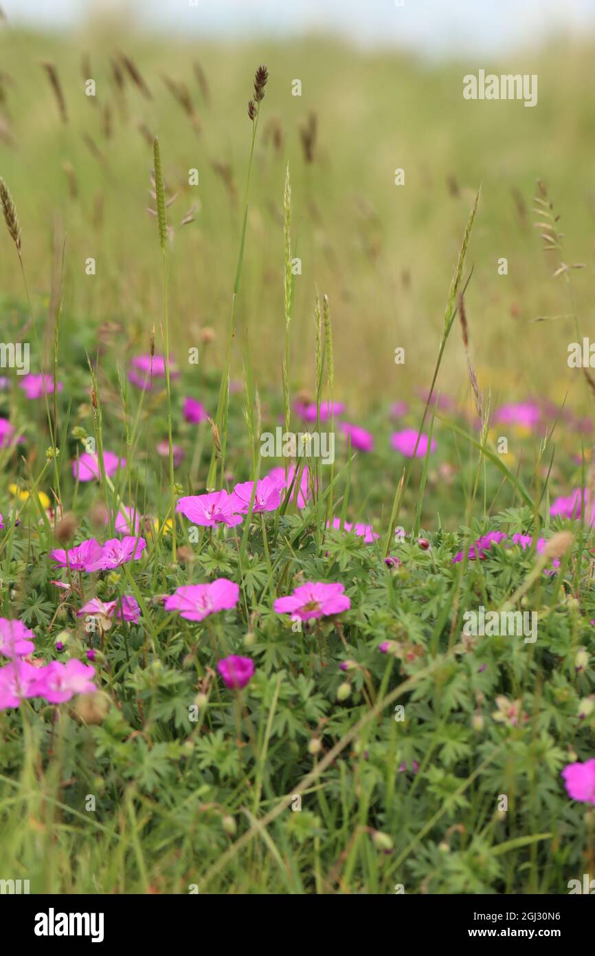 Bloody Cranesbill Foto Stock