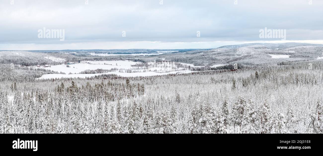 Immagine scenografica di alberi di spruces. Giorno gelido, calma scena di vino. Stazione sciistica. Grande immagine della zona selvaggia. Esplora la bellezza della terra. Concetto di turismo. Ver Foto Stock