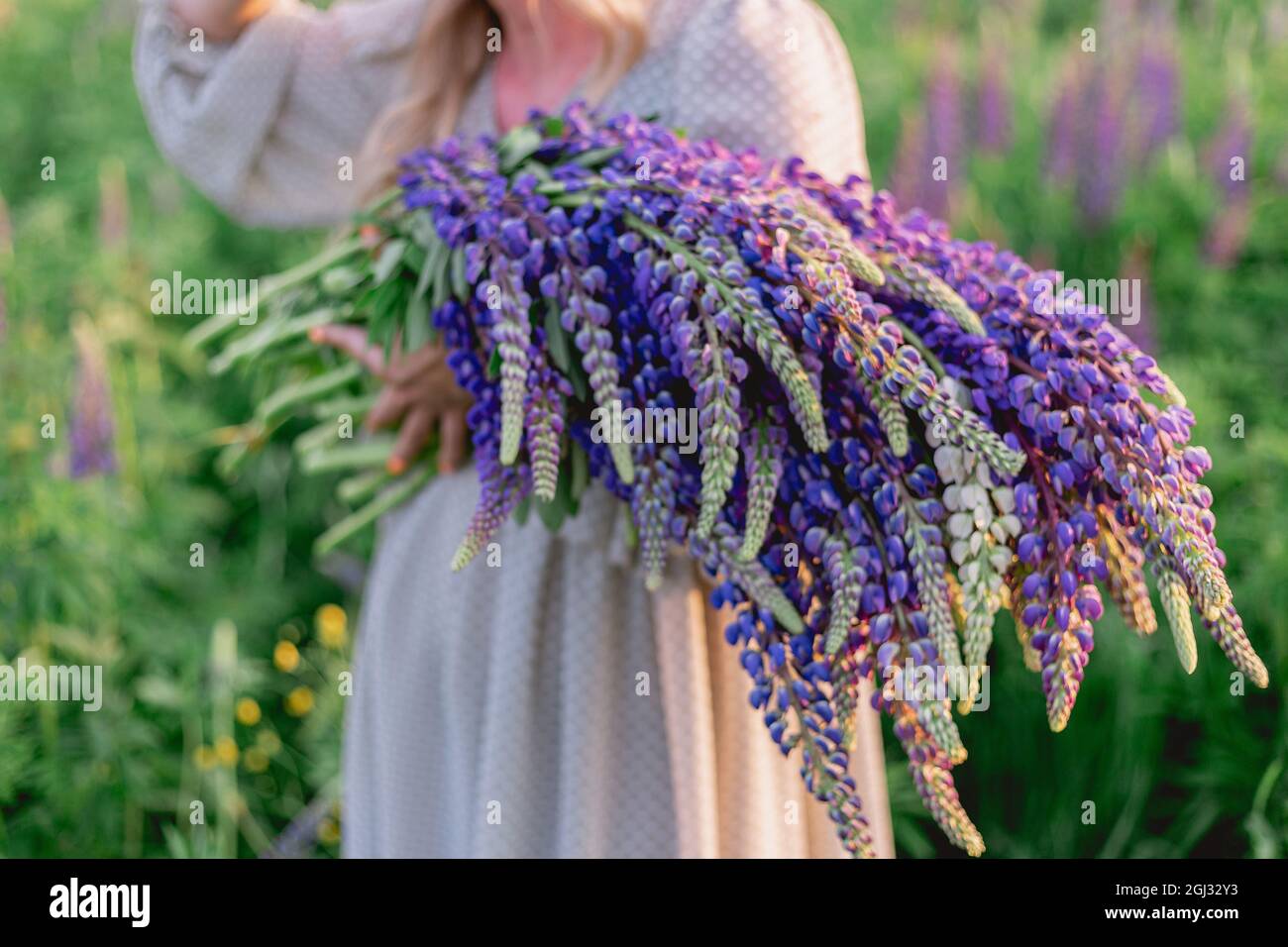 Un bouquet di lupini nelle mani di una ragazza. Belle mani femminili tengono un bouquet di fiori lupini selvatici sullo sfondo di un prato. Molla Foto Stock
