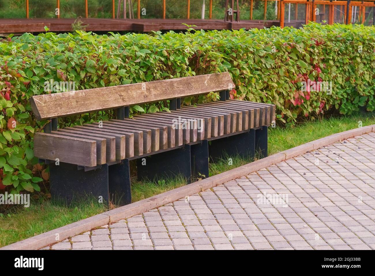 Moderna panca di legno al parco pubblico o strada con siepe verde lungo il sentiero sfocato sfondo.Focus in primo piano. Foto Stock