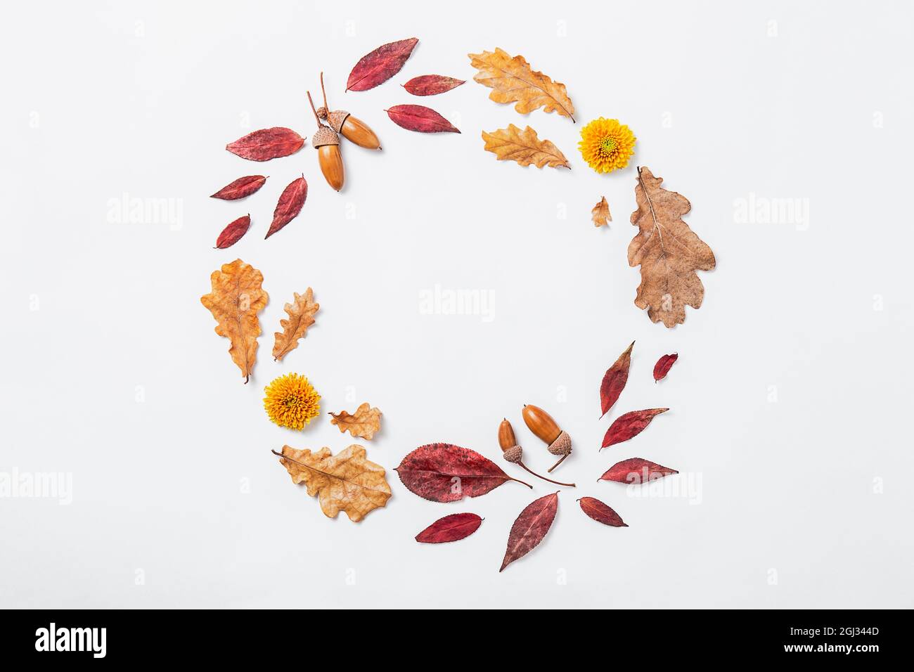 Composizione autunnale. Corona di foglie, fiori e ghiande rosse d'autunno e d'oro. Mockup cerchio autunno, piatto, vista dall'alto, spazio copia Foto Stock