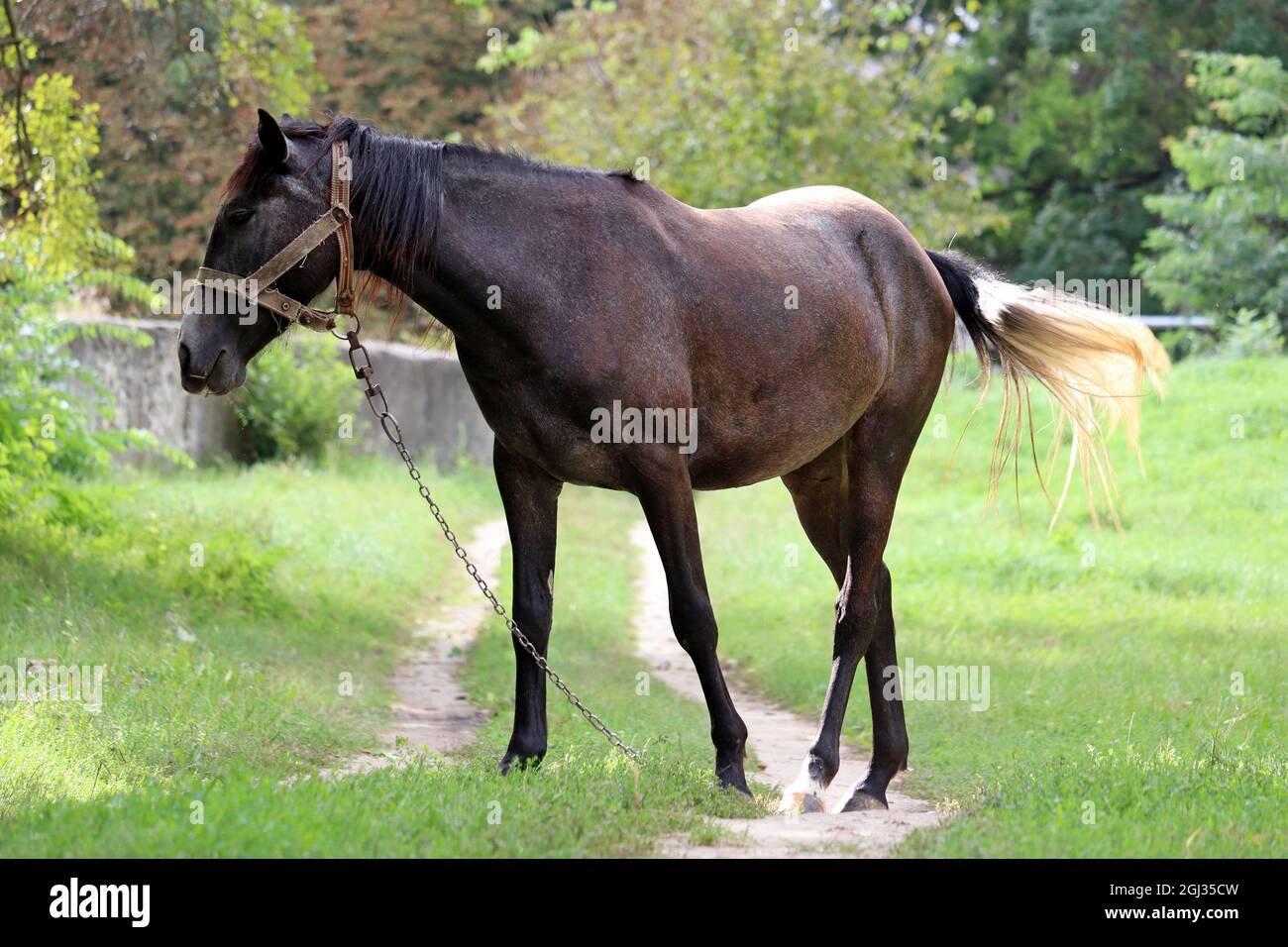 Baia scura cavallo pascolo su pascolo verde, scena rurale Foto Stock