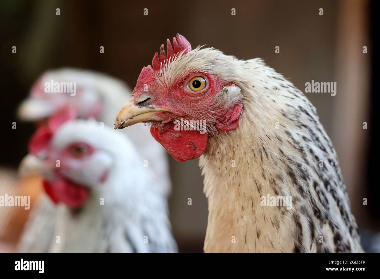 Polli su una fattoria, concetto di pollame. Gallina bianca in una coop Foto Stock