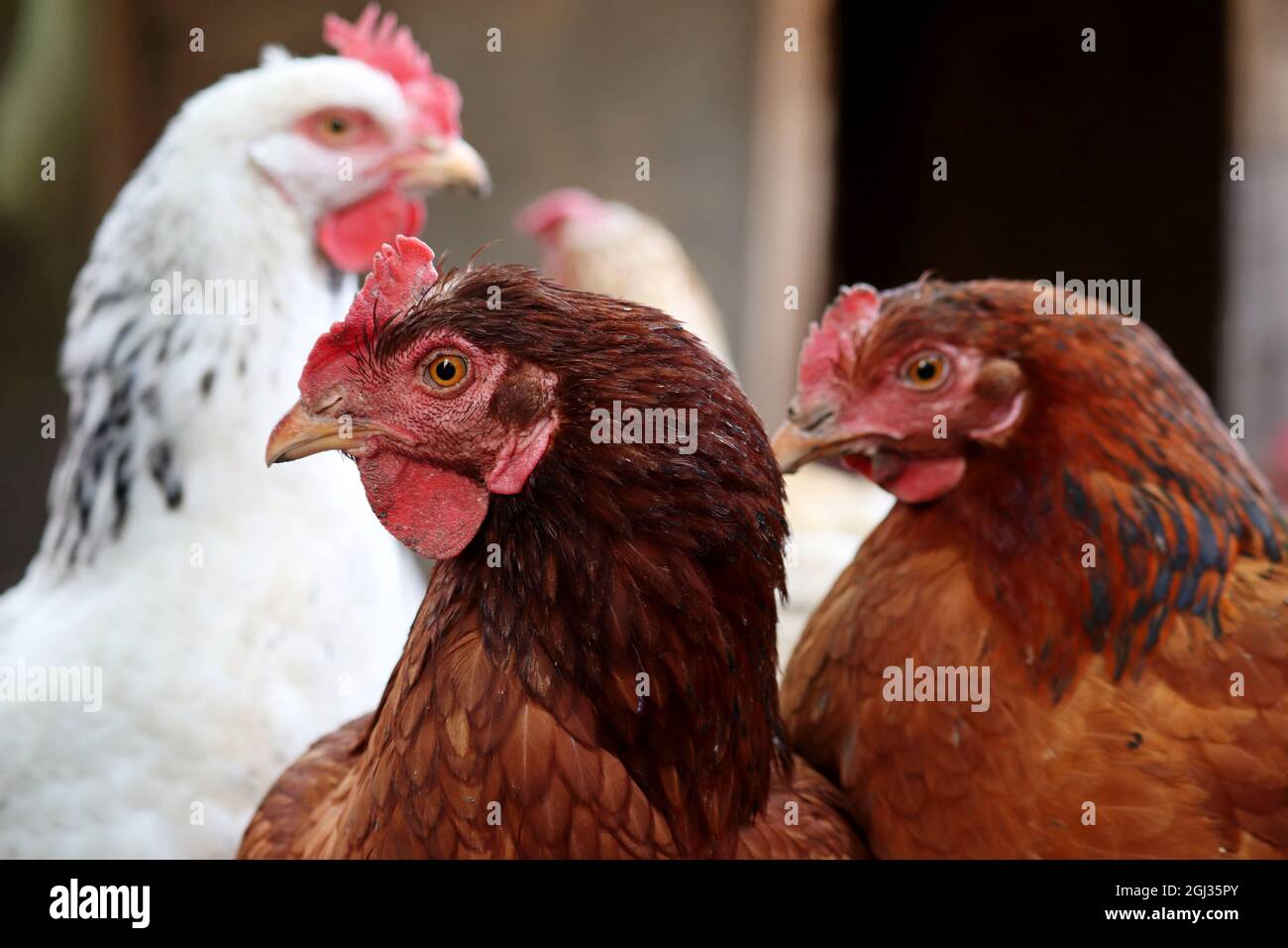Polli su una fattoria, concetto di pollame. Galline marroni e bianche in una coop Foto Stock