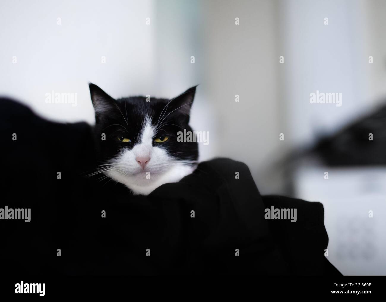 Primo piano di un gatto bianco e nero, seduto dietro il tessuto nero. Aspetto arrabbiato / grumpy. Foto Stock
