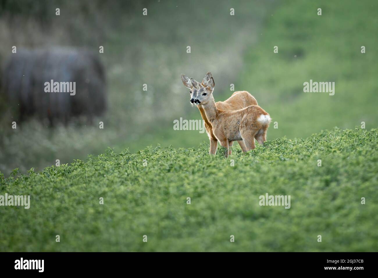 Coppia di caprioli (Capreolus capreolus) su prato verde Foto Stock