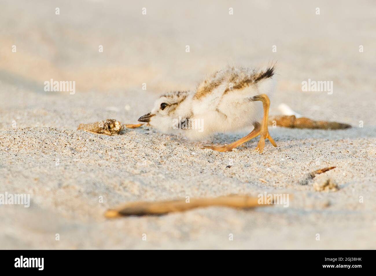 Piping plover pulcino Foto Stock