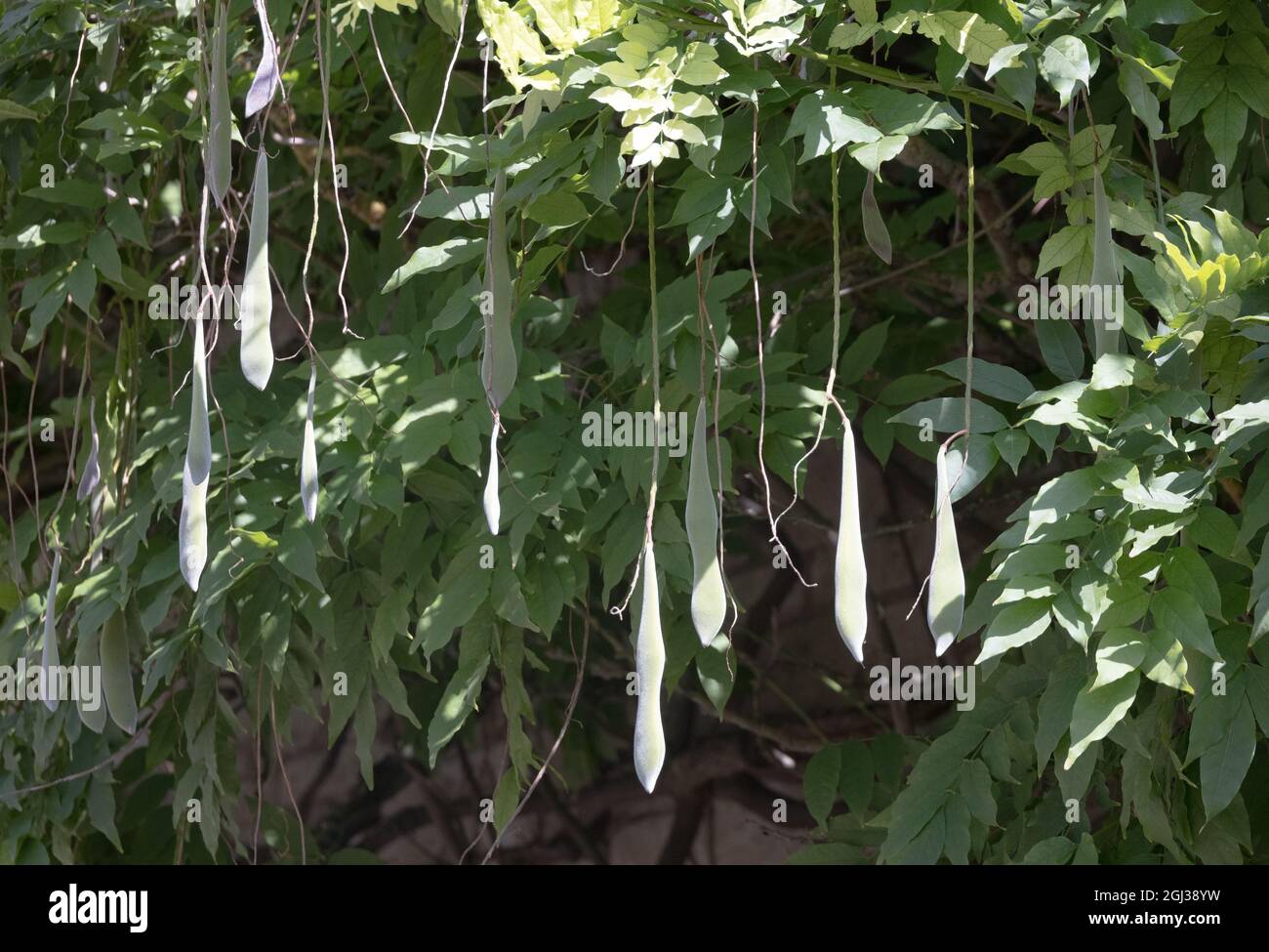 Wisteria semi pods appeso su un wisteria arrampicata in un giardino nel mese di settembre, Suffolk UK Foto Stock