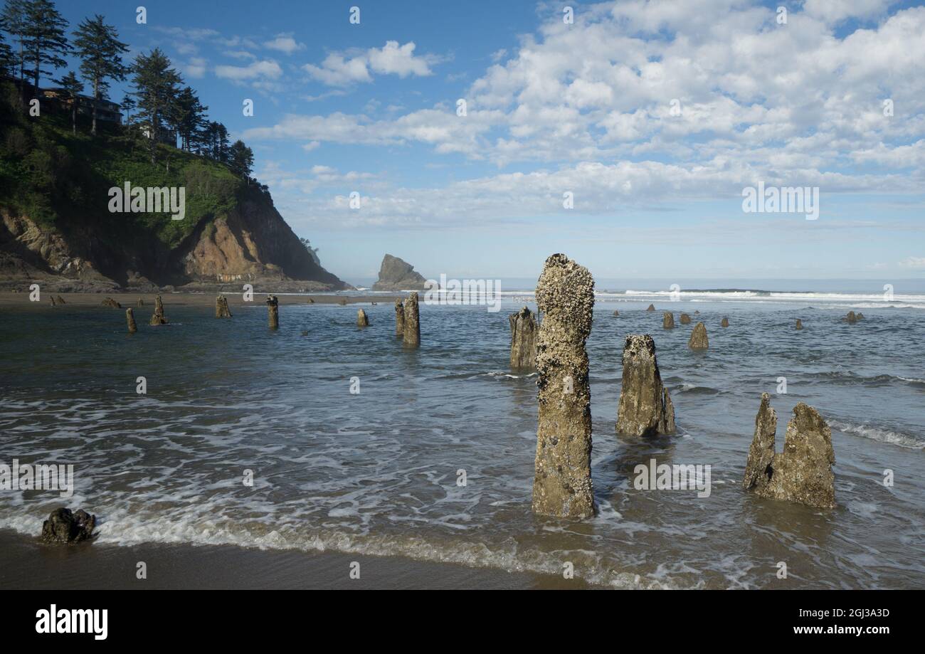 Alberi annegati a Neskowin, sulla costa dell'Oregon, USA, una foresta fantasma formata da subsidence improvviso da un terremoto di zona di subduzione 1600 anni fa. Foto Stock