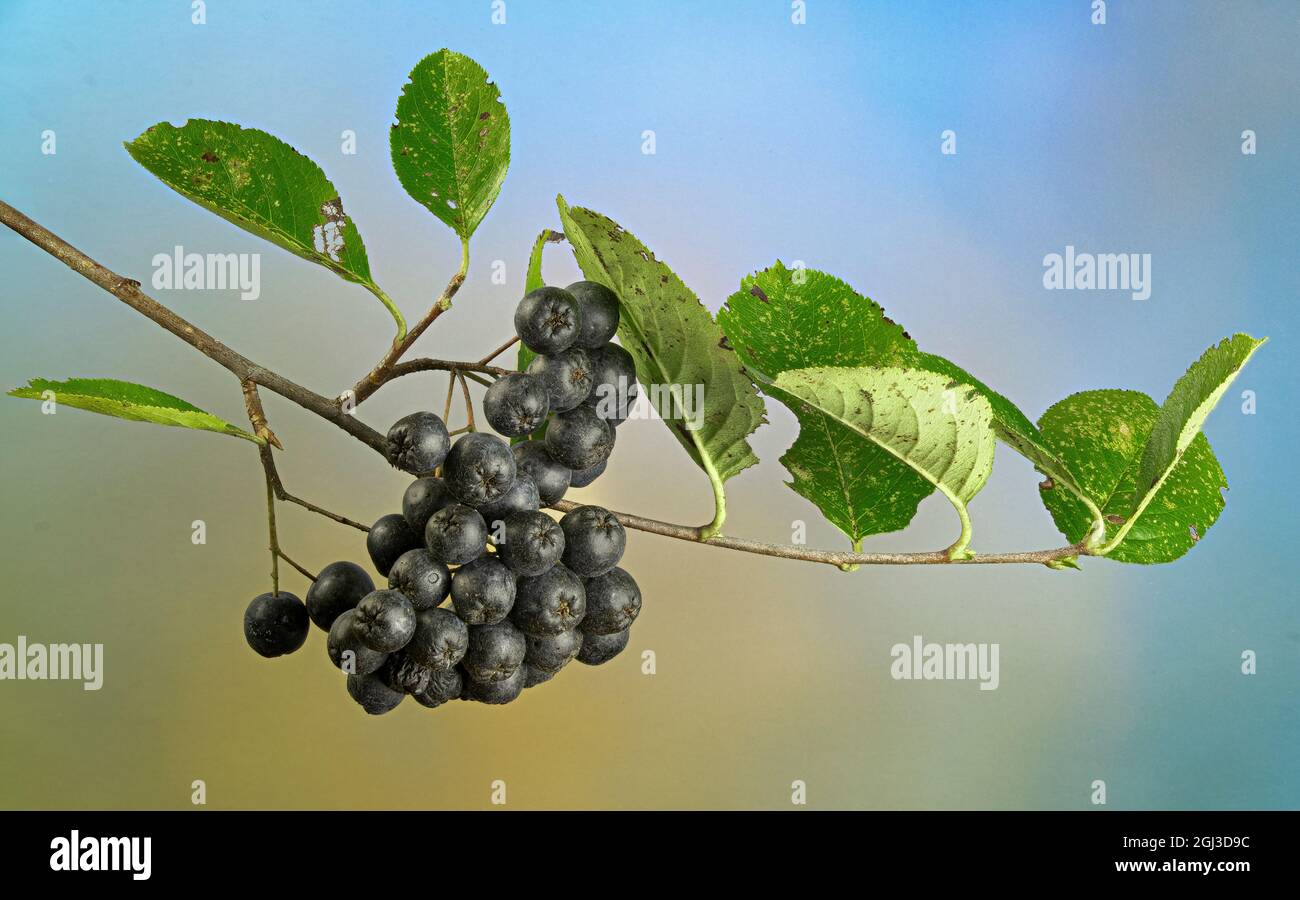 Gruppo di bacche nere di chokeberry (Aronia melanocarpa), originaria dell'America del Nord orientale e preziosa come cibo per la fauna selvatica e parte di sana dieta umana Foto Stock