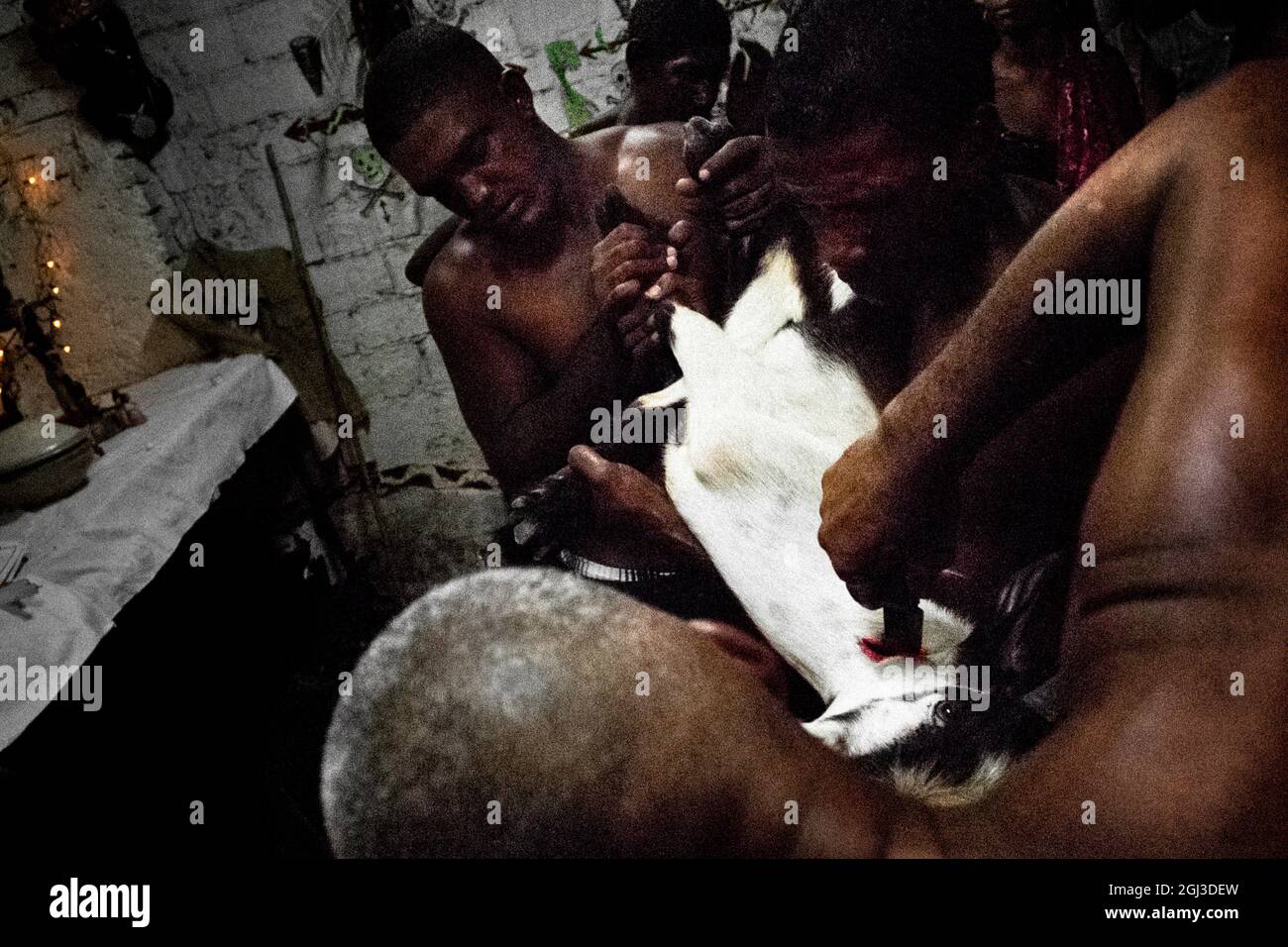 Un uomo cubano, il sacerdote religioso Palo, taglia la gola di una capra durante il rituale del sacrificio a Santiago de Cuba, Cuba, 1 agosto 2009. Foto Stock