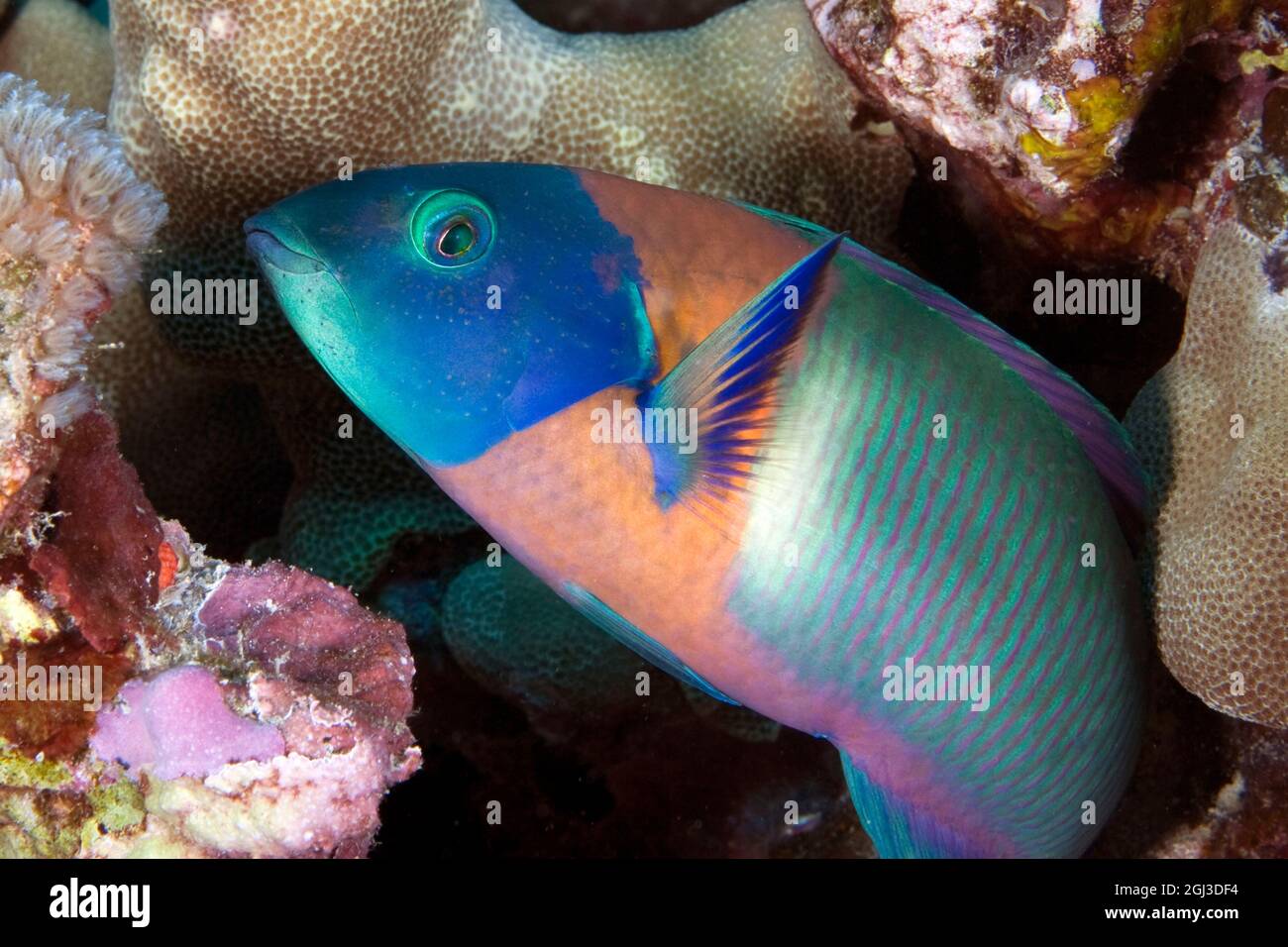 Saddleback wrasse, Thalassoma duperrey, supermaschio, Kona Coast, Big Island, Hawaii, USA, Oceano Pacifico Foto Stock