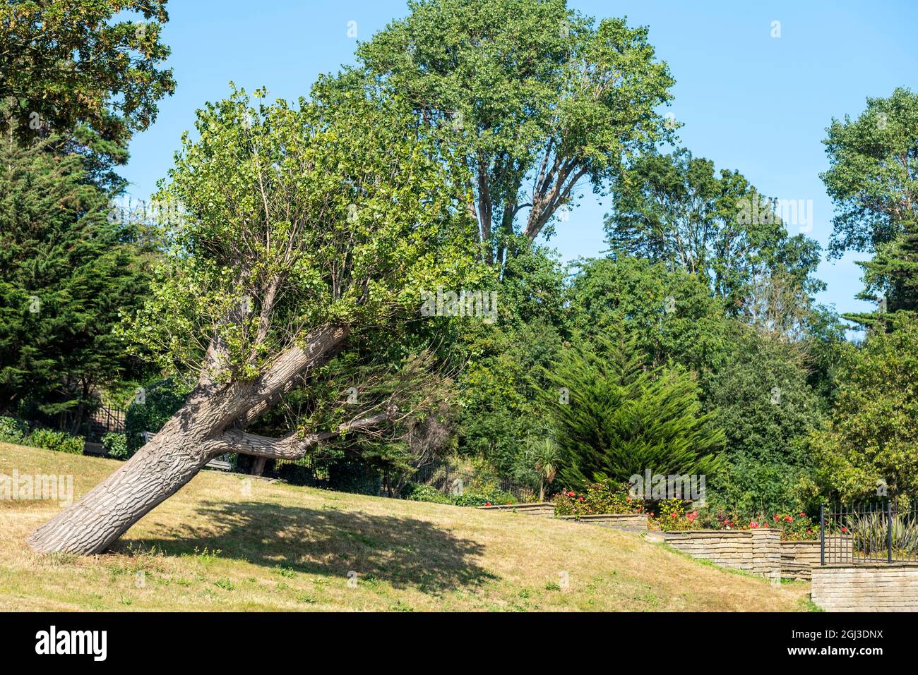 Albero pendente che cresce sui Cliff Gardens a Southend on Sea, Essex, Regno Unito. Albero vivo appoggiato su una giornata di sole Foto Stock