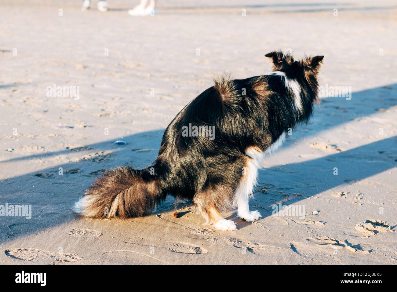 Funny border collie razza mista cucciolo pooping su spiaggia sabbiosa soleggiata Foto Stock