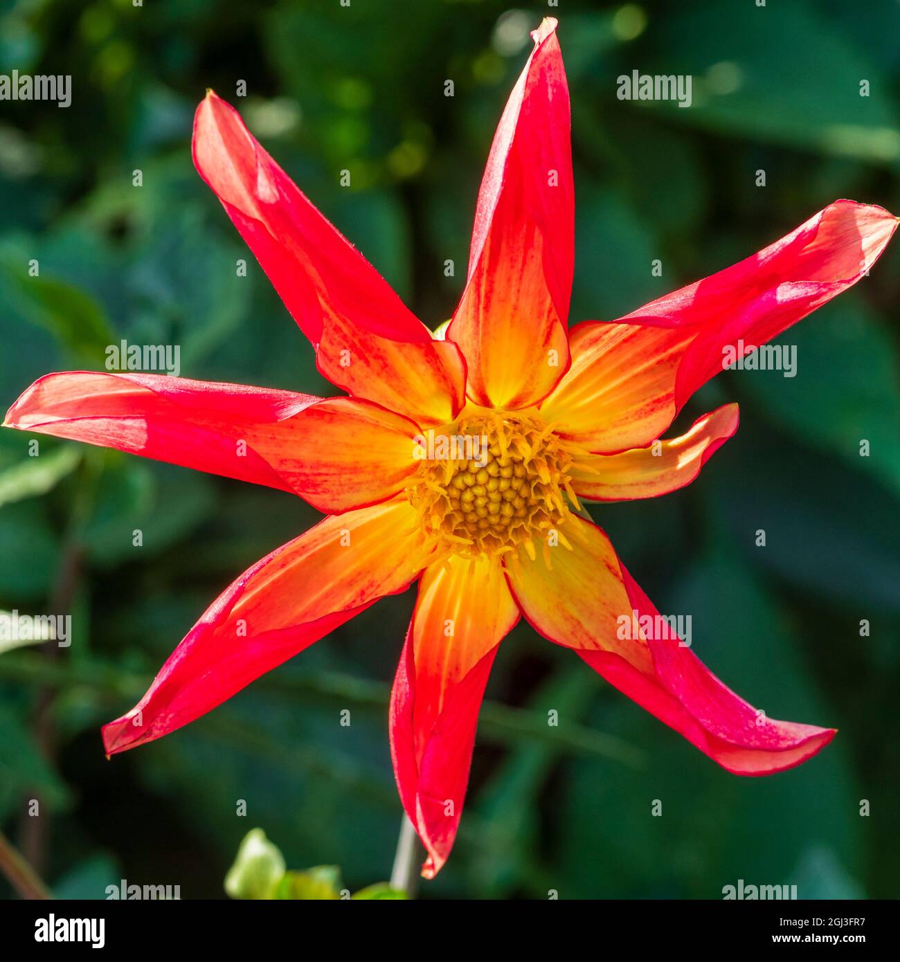 Fiore singolo della semindurita, tuberosa perenne Dahlia 'Honka Surprise' Foto Stock