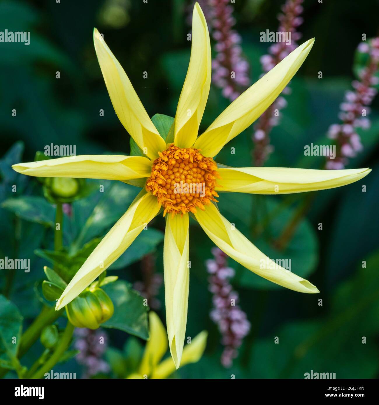 Fiore singolo della semindurita, tuberosa perenne Dahlia 'Honka' Foto Stock