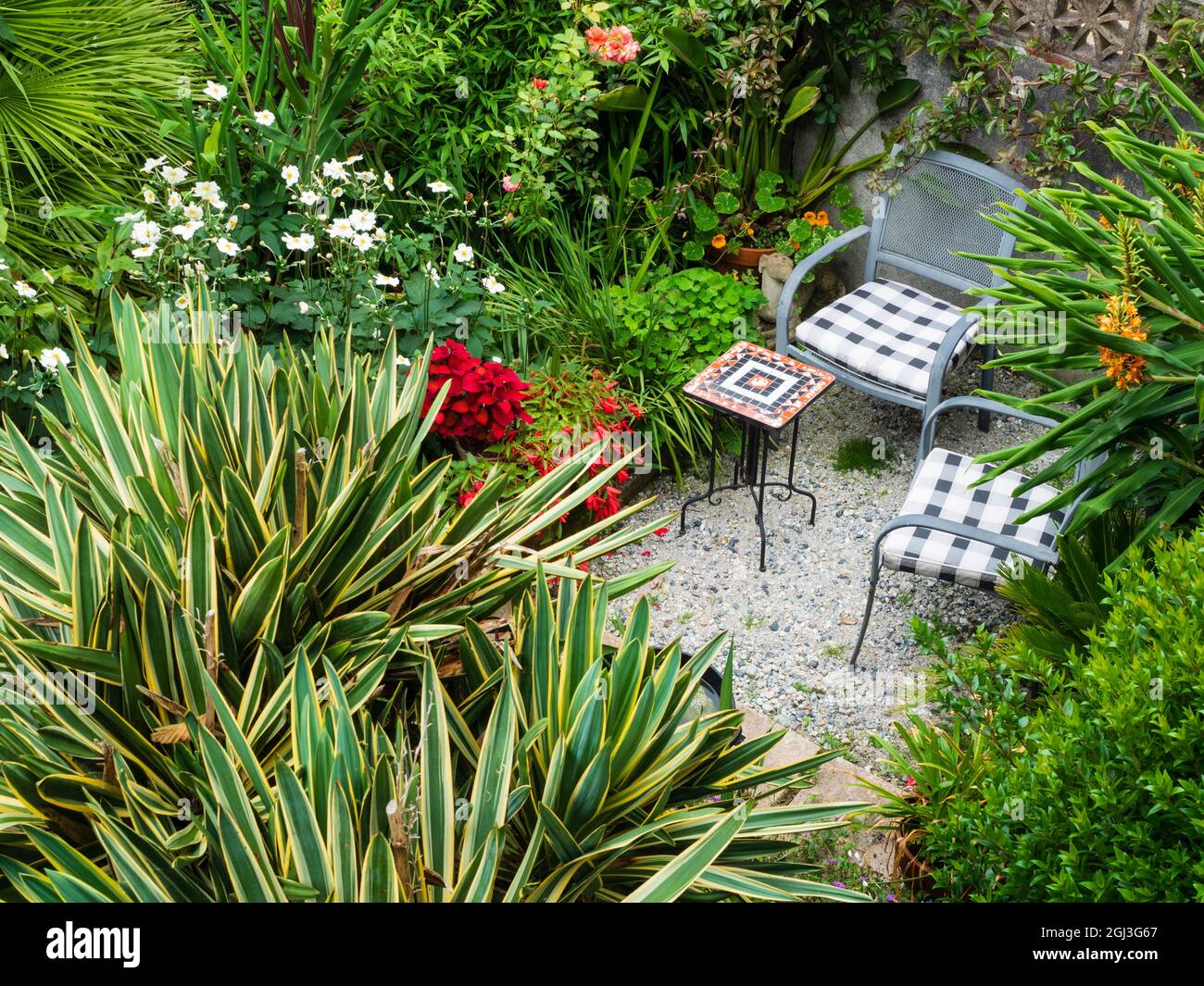 Vista dall'alto di un piccolo giardino esotico a Plymouth, Devon, Regno Unito, che mostra la fine dell'estate lussureggiante crescita Foto Stock