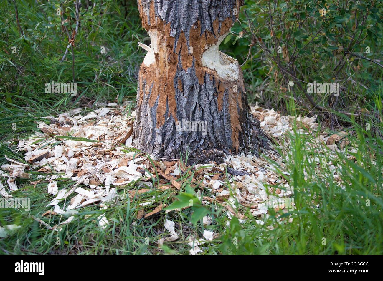 Beaver masticato Balsam Pioppo (Populus balsamifera) in foresta. Un giorno dopo l'albero fu completamente tagliato e cadde. Foto Stock