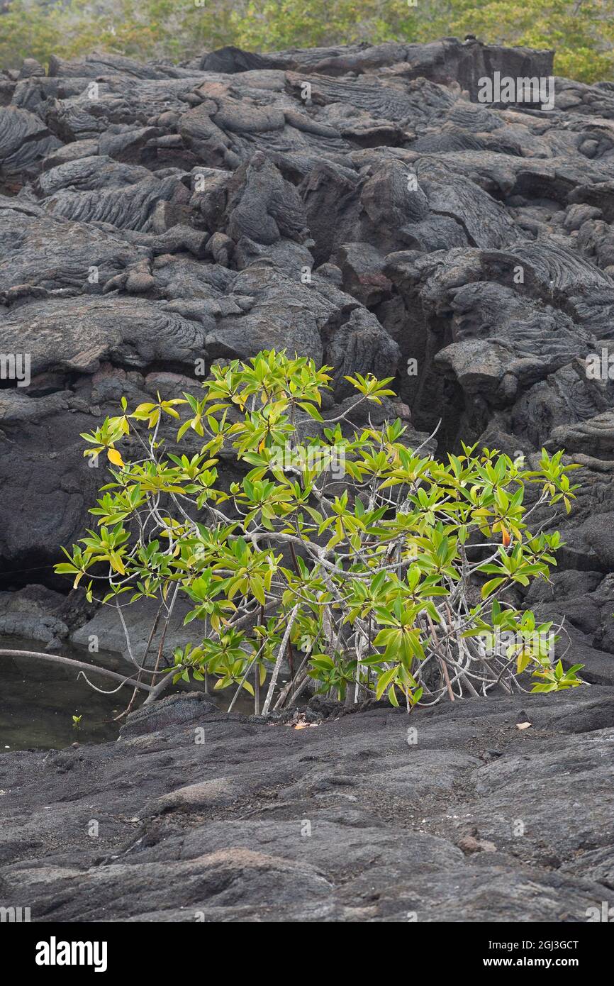 Successione primaria. Nuova crescita di Red Mangrove (Rhizophora mangle) colonizzando punto umido in pahoehoe flusso di lava sull'isola Fernandina nelle Galapagos Foto Stock
