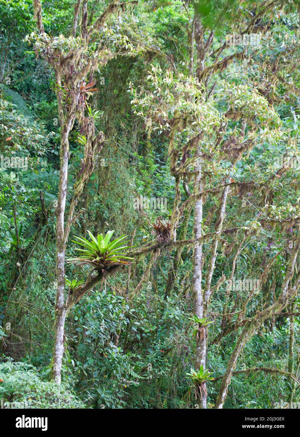 Nuvoloso alberi e epifiti della foresta nella valle di Tandayapa sul versante occidentale delle Ande Mountains, Ecuador Foto Stock