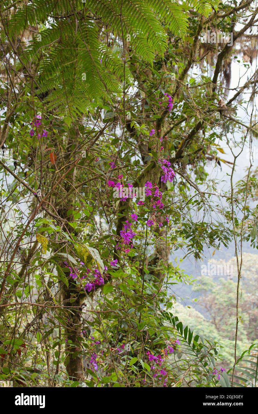 Nuvoloso alberi di foresta, fiori e foglie di felce nella valle di Tandayapa sul versante occidentale delle Ande Mountains, Ecuador Foto Stock