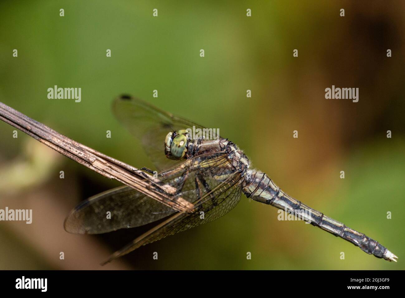 Foto macro di una testa di libellula Foto Stock