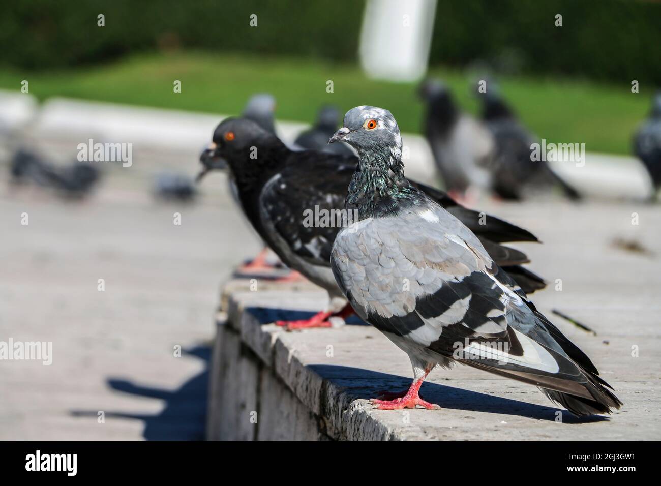 Gli uccelli di piccione in piedi insieme con gli amici.Piccioni seduta.isolato piccioni.Ritratto di uccelli Foto Stock