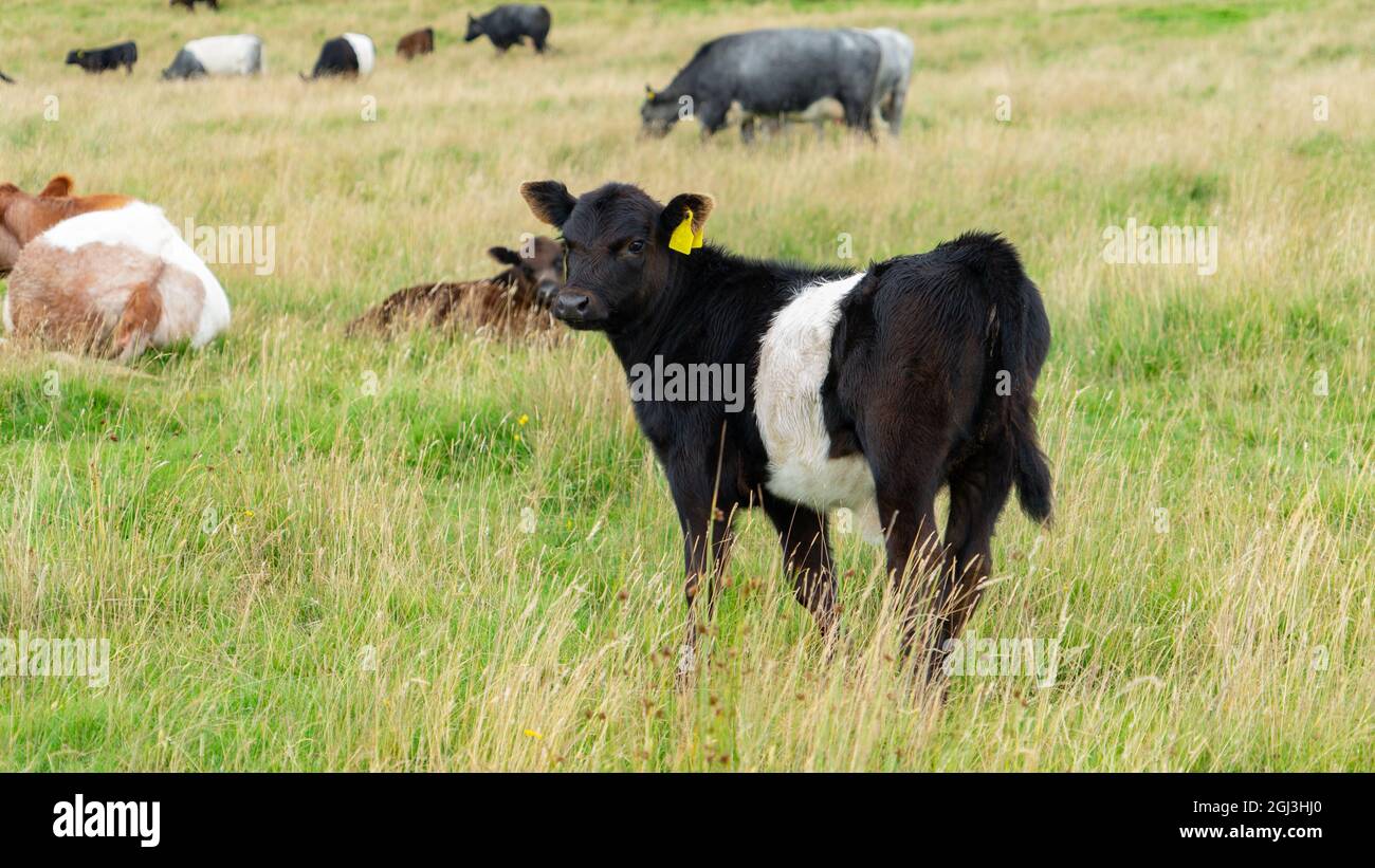 Belted Galloway vitello Foto Stock