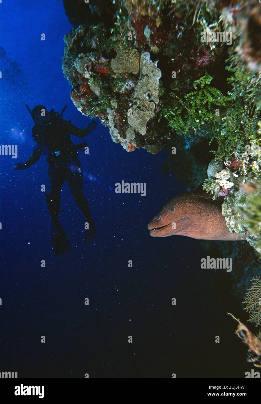 Australia. Queensland. Mare di corallo. Subacqueo subacqueo diffidato di un Eel morale. Foto Stock