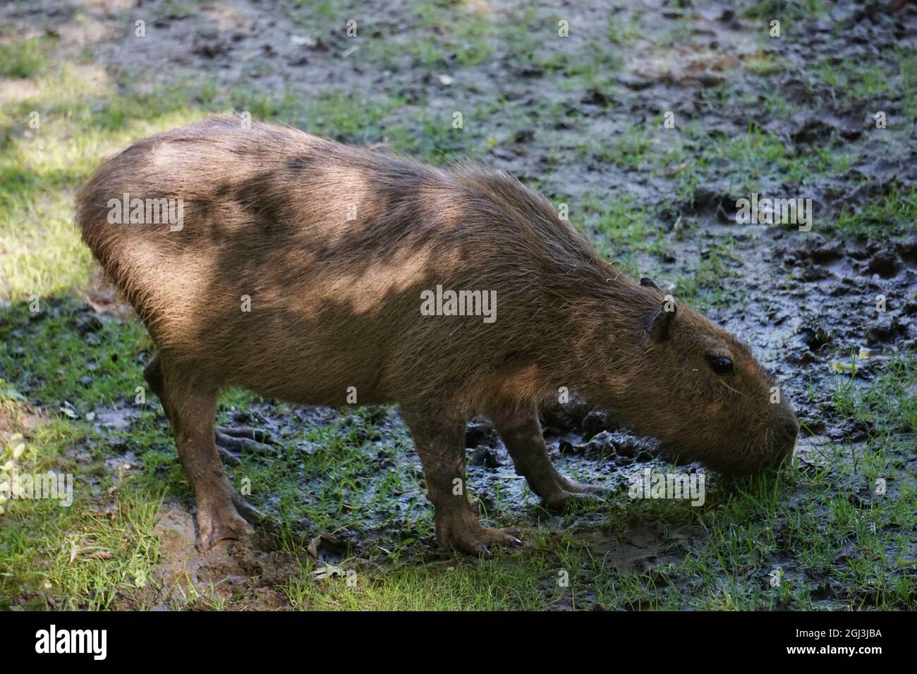 primo piano di un capybara alla ricerca di cibo allo zoo Foto Stock